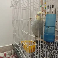 عروس هلندی نر