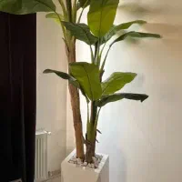 پخش درخچه موز بابا آدم و پرنده بهشتی