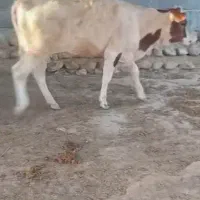گوساله جرسی