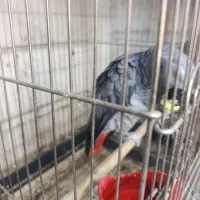 بزرگترین مجموعه کاسکو راهب گرینچیک طوطی در اصفهان|پرنده|اصفهان, عطار نیشابوری|دیوار