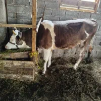 فروش چهار راس گوساله ماده|حیوانات مزرعه|شلمان, |دیوار