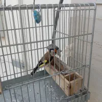 سهره سرسیاه