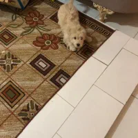 واگزاری سگ شیتزو|سگ|بابل, |دیوار