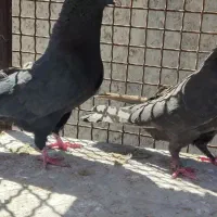 کفتر کبوتر|پرنده|مرودشت, فرهنگ|دیوار