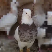 ۲ جفت طوقی استثنایی