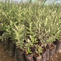 نهال زیتون خوراکی
