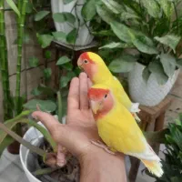 جفت کوتوله دستی دستی|پرنده|شیراز, قلعه نو|دیوار