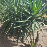 گل و گیاه طبیعی|گل و گیاه طبیعی|بابل, |دیوار