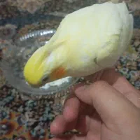 پرنده|پرنده|شاهدشهر, |دیوار