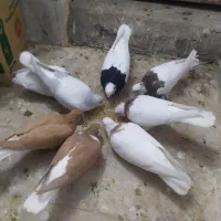 فروش کبوتر