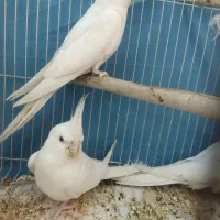 عروس هلندی آلبینو