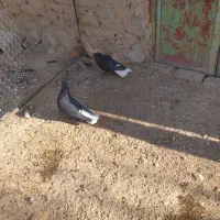 دم سفید|پرنده|فسا, |دیوار