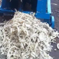 چغندر خوراک دام کاه یونجه جو گندم کنسانتره