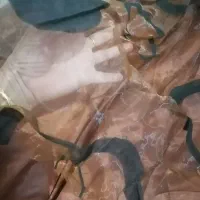 پرده دروپنجره 2عدد3متری|پرده، رانر، رومیزی|شوش, |دیوار