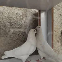 کفتر پرشی جفت سفید چشم سفید