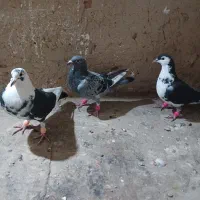 کبوترپرشی|پرنده|شیروان (خراسان), |دیوار