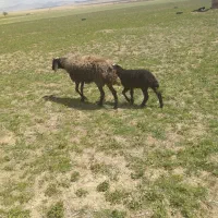 فروش گوسفند بردار جوان دودندان با بره ماده