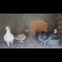 چهار تا آلمانی کله خراب