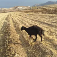 قوچ میش بره|حیوانات مزرعه|الیگودرز, |دیوار