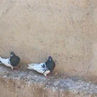 تعداد کبوتر فروشی سفید سیاه کله ای پشدار سبز|پرنده|میاندوآب, |دیوار