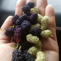 توت شیرین ،برگ مو ،انگور ،آویشن ارگانیک