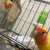 تعدادی جوجه عروس و بالغ و مولد(گیرینچیک ملنگو|پرنده|رشت, یخسازی|دیوار