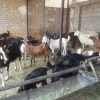 گوسفنده زنده