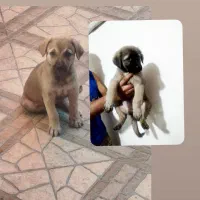 واگذاری توله دوماهه ماده نژاد آناتولی