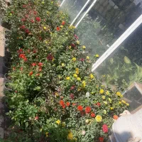 خدمات باغبانی  هرس کاری  بیل زنی|خدمات باغبانی و درختکاری|کرج, فاز ۲ مهرشهر|دیوار