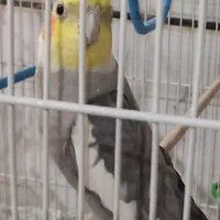 طوطی عروس گمشده