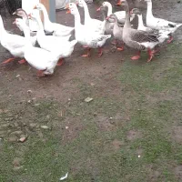 اردک محلی|حیوانات مزرعه|فومن, |دیوار