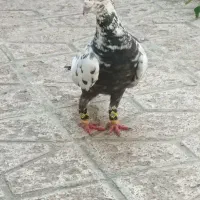 سینه مشهدی بزک نر