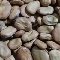 باقالی خشک گرگان|خوردنی و آشامیدنی|مشهد, رضاشهر|دیوار