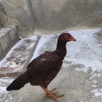 خروس و مرغ لاری