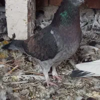 چهار عدد شامی دو عدد کله ای