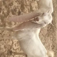 نر گلابی اصل|حیوانات مزرعه|لار, |دیوار