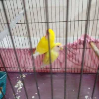 طوطی برزیلی طوطی کوتوله زرد|پرنده|نسیم‌شهر, |دیوار