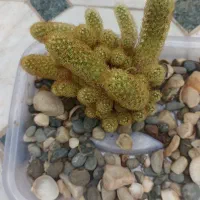 کاکتوس مامیلاریا آلانگاتا