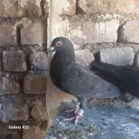 ماده زاغ نسل سینه سفید