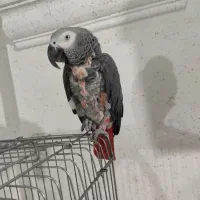 فروش طوطی کاسکو