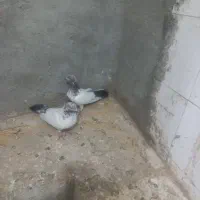 کفتر|پرنده|لالجین, |دیوار