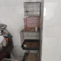 قفس پرنده
