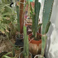 کاکتوس فروشی