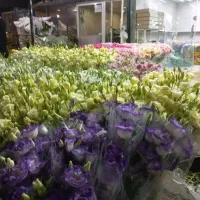 گل رز هلندی سبد گل نمایشگاه|گل و گیاه طبیعی|قم, بلوار امین و ساحلی|دیوار