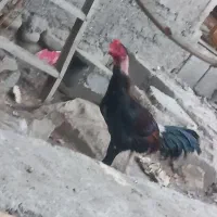 مرغ و خروس|حیوانات مزرعه|میناب, |دیوار