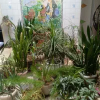 فروش فوری کلیه گل های آپارتمانی