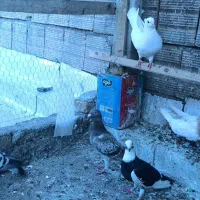 کفتر|پرنده|گرگان, |دیوار