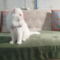 ملوس پرشین اصل