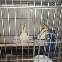 فروش تعدادی عروس هلندی لوتینو