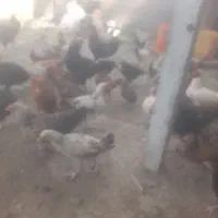 تعداد ۱۰۰ عدد مرغ جوجه|حیوانات مزرعه|جیرفت, |دیوار